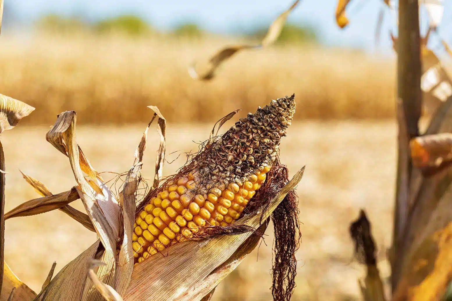 corn crop loss farming
