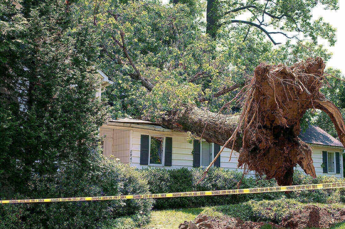 public adjuster for tree damage