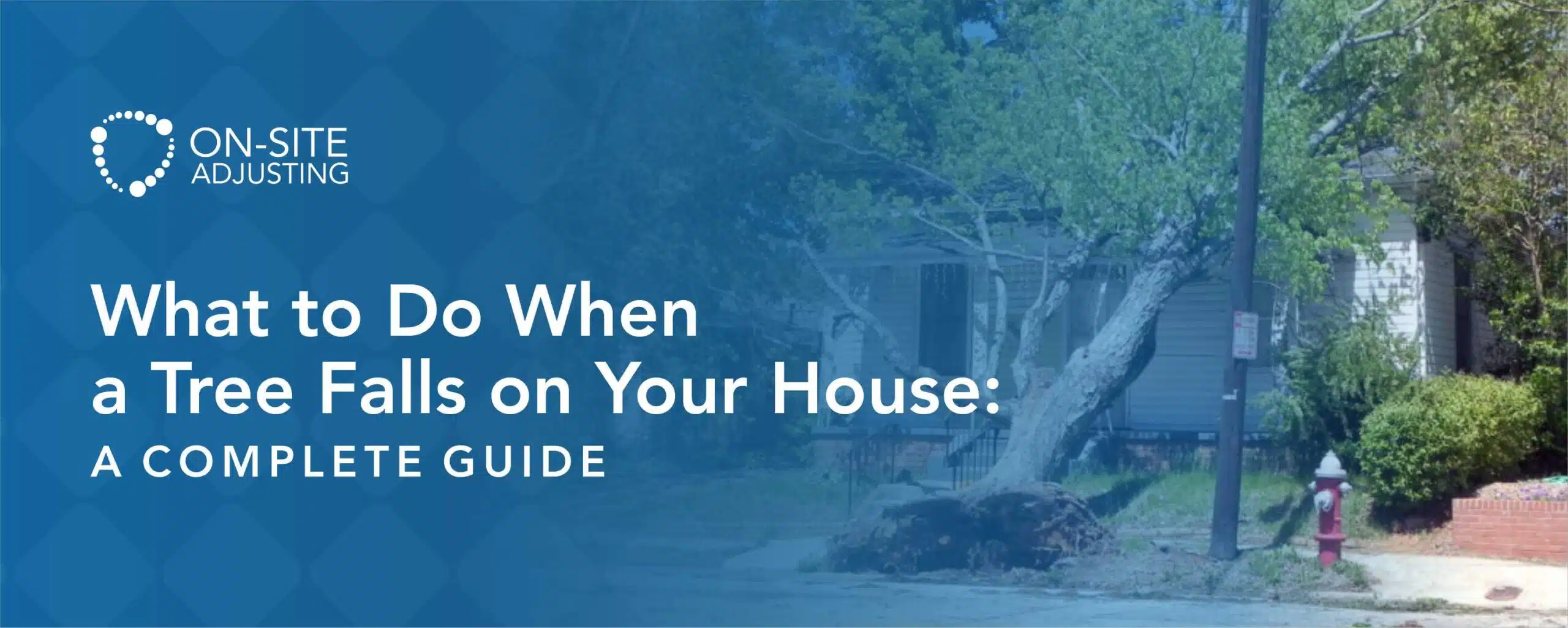  What to Do When a Tree Falls on Your House: A Complete Guide