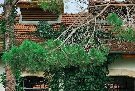 Tree branches hanging dangerously over a roof, posing a risk of damage.